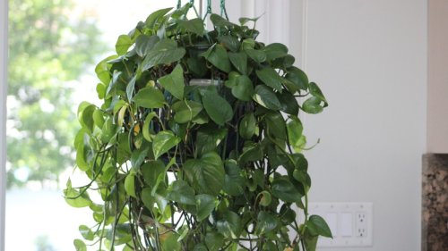 The Biggest Mistake You Can Make When Repotting Your Climbing Plants