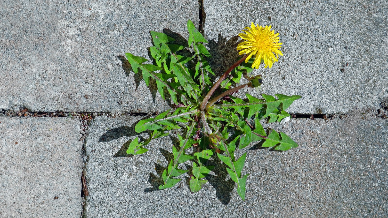 The Baking Ingredient That Can Prevent Weeds From Growing In Cracks