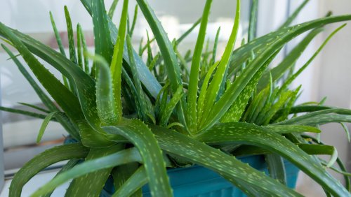 The Secret Ingredient You Need For A Thriving Aloe Vera Plant