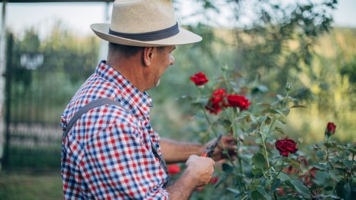 The Lethal Disease That Could Be Lurking In Your Rose Garden