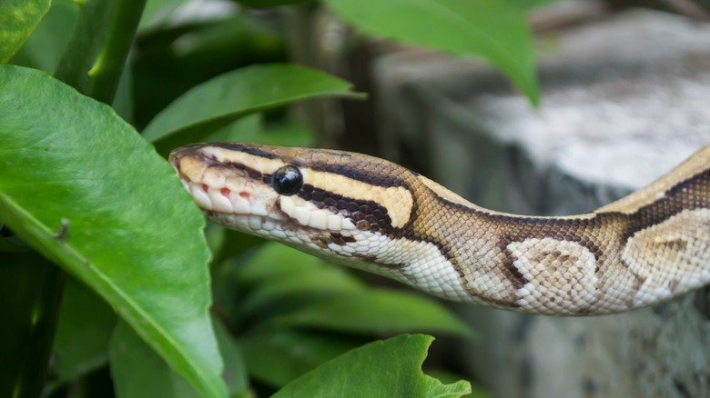 How To Attract Snakes To Your Garden & Why You'd Want To