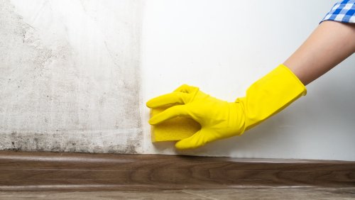 The Complicated Cleaning Relationship Between Bleach And Mold