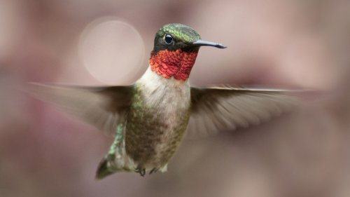 The Vibrant Hummingbird-Attracting Shrub That Loves Damp Soil And Thrives In Heat