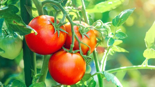 The Simple And Affordable Solution That'll Safeguard Your Tomato Plants From Pests