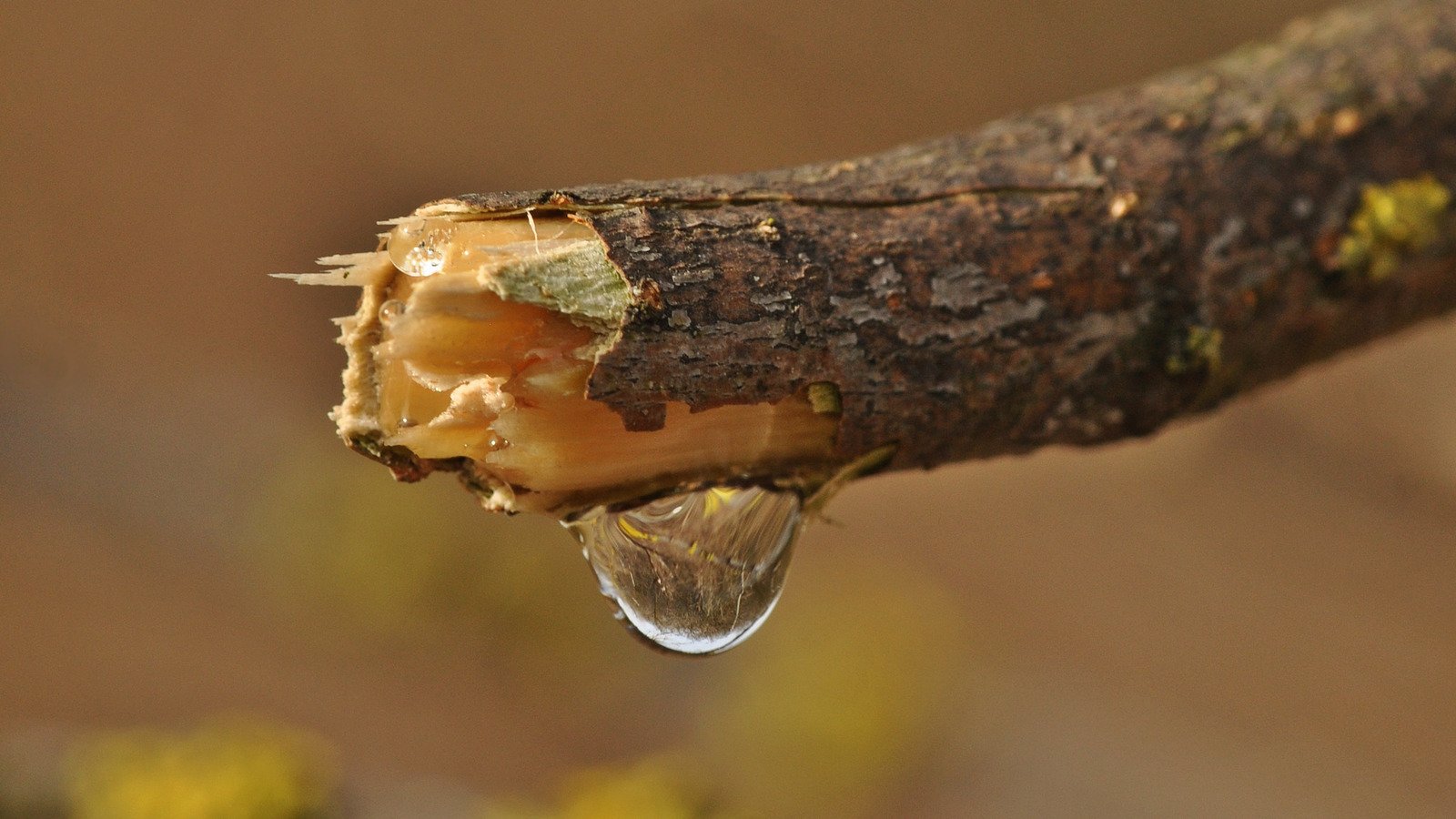 How To Use WD-40 To Clean Up Tree Sap - House Digest