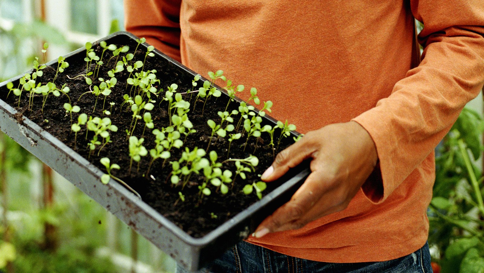 Why Scissors Are Best For Thinning Seedlings