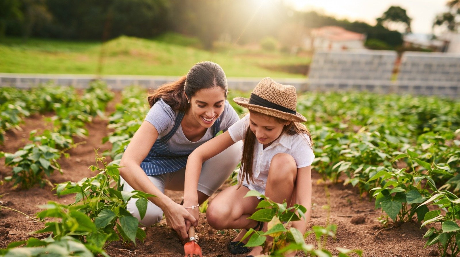 Should You Consider GMOs For Your Home Garden?