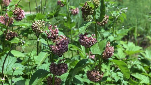 Our Experts' Top Tips For Planting Milkweed And Other Butterfly-Friendly Flowers Together