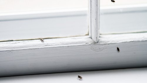 12-hacks-that-will-help-keep-insects-out-of-your-house-flipboard