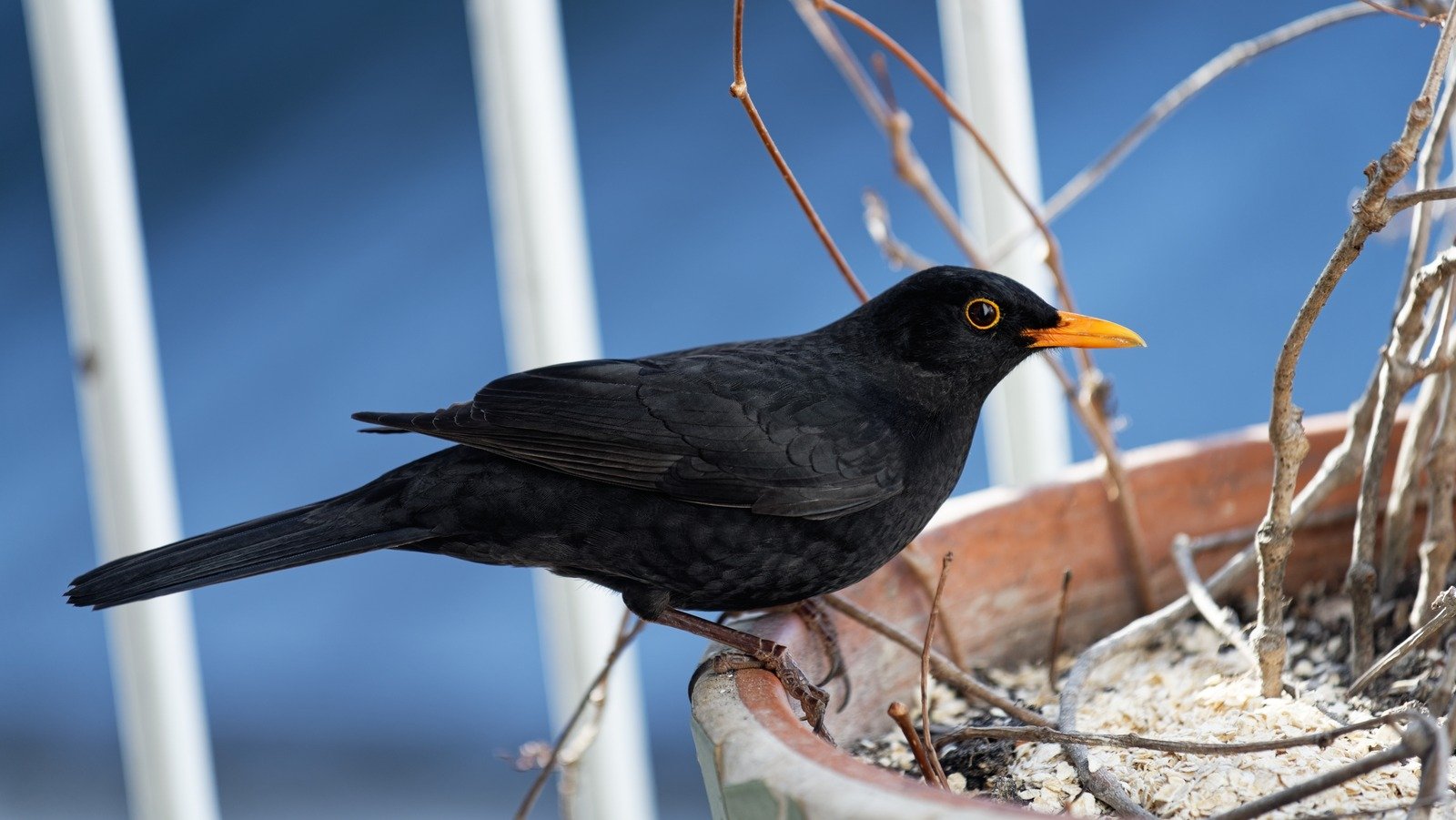 The Kitchen Staple That'll Make Your Bird Feeder Irresistible
