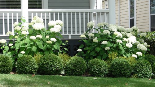 The 5 Best Bushes To Plant In Front Of Your House