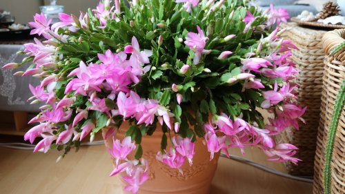Deadly Mistakes To Avoid Making With Your Christmas Cactus