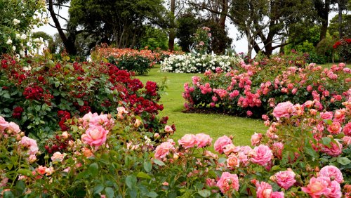 The Unlikely Plant Martha Stewart's Gardener Says To Grow Next To Roses For Extra Color