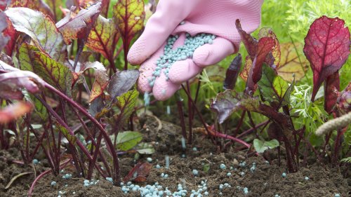 Think Twice Before Using Any Of These Things As Fertilizer