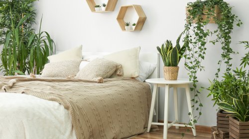 10 Plants To Make Your Bedroom More Cozy And Inviting