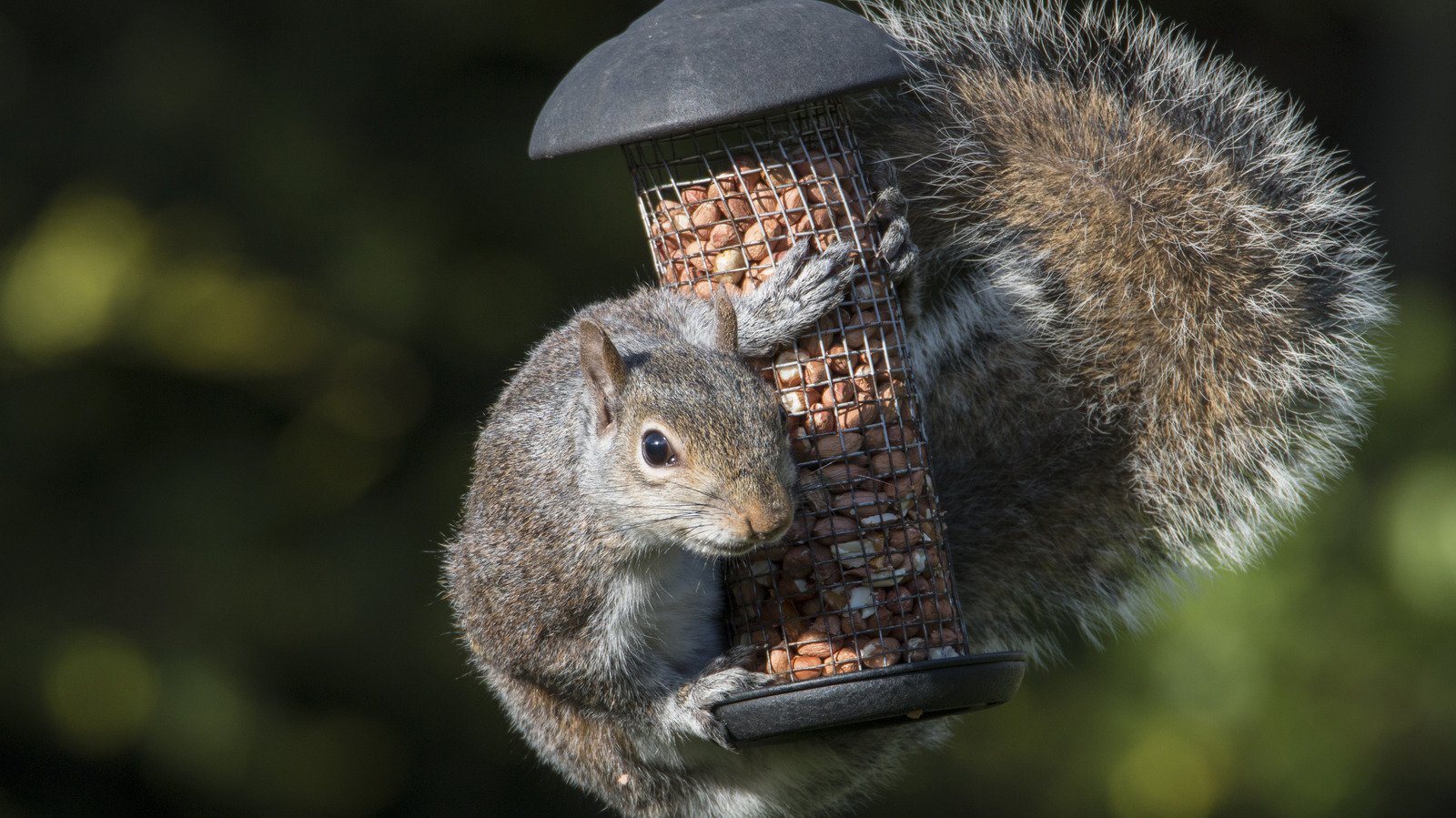 Keep Your Bird Feeder Squirrel-Free With This Handy WD-40 Trick