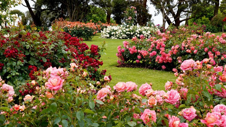 The Breed Of Rose That's Actually An Invasive Weed You'll Want To Avoid