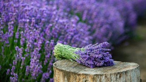 The Delicious Fruit You Should Start Growing Alongside Lavender In The Garden