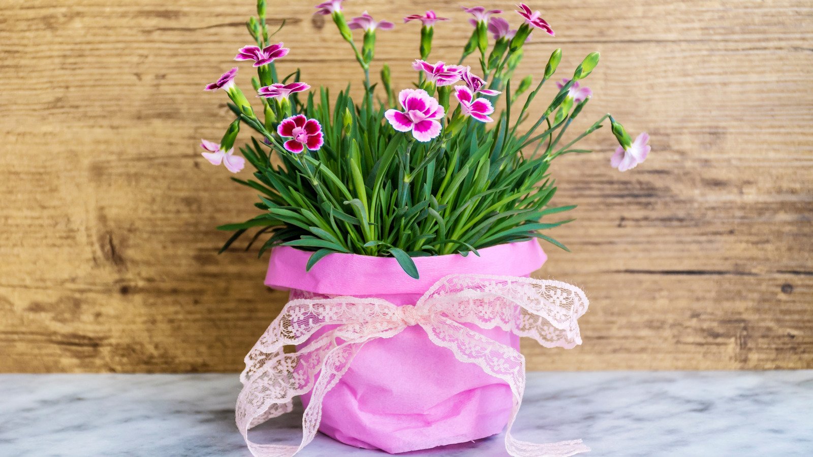 5 Creative Ways To Gift Wrap A Houseplant