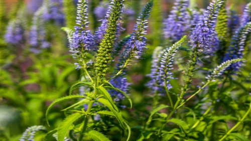12 Companion Plants That Can Take The Summer Heat Alongside Veronica