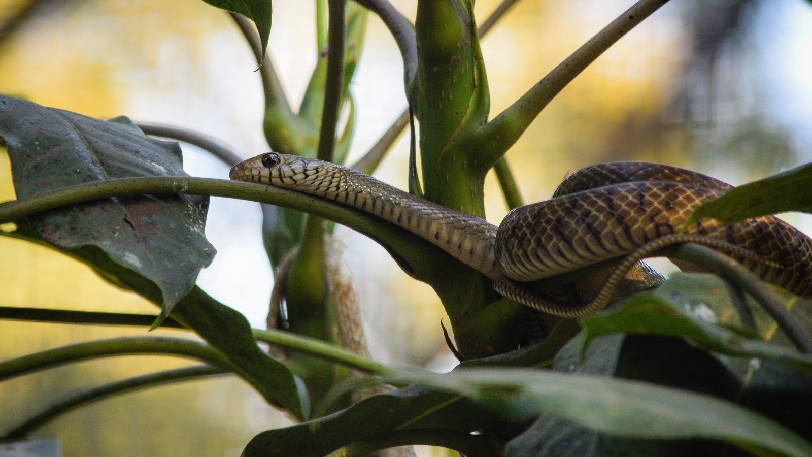 Keep Snakes Out Of Your Garden With Two Common Kitchen Ingredients