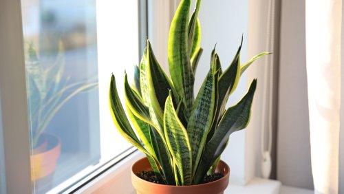 What's The Best Way To Treat Root Rot On Snake Plants?