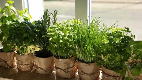 25 Houseplants Perfect For Your Kitchen Window
