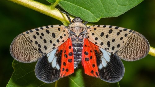 what-you-need-to-know-about-spotted-lanternflies-flipboard