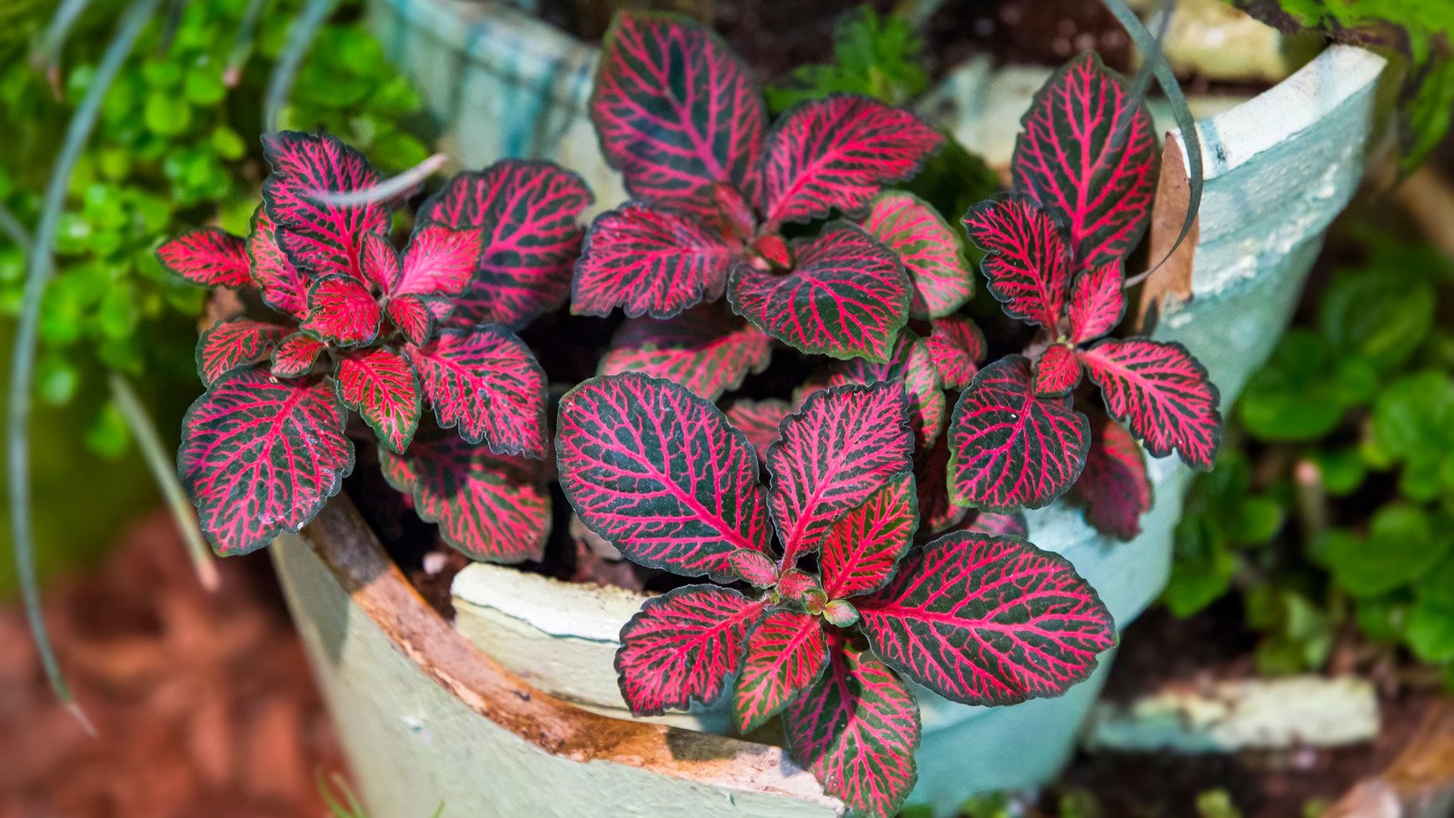 15 Pink Plants Your Houseguests Will Be Obsessed With - House Digest