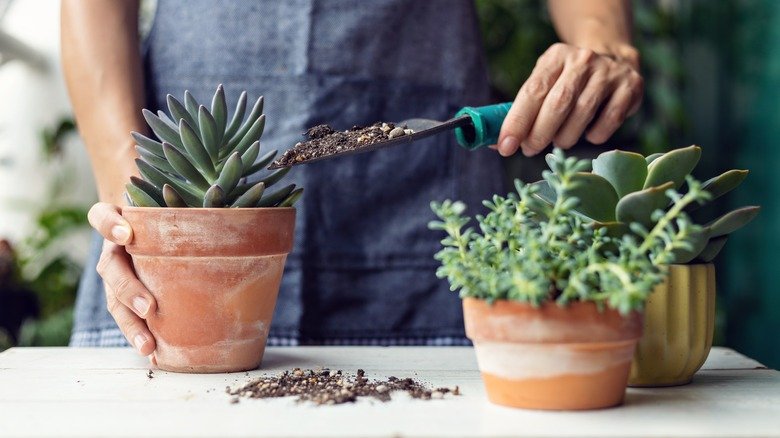The Budget-Friendly DIY Garden Project To Display Plants Using This Leftover Wood