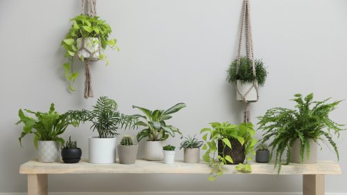 15 Plants Perfect For A North-Facing Window