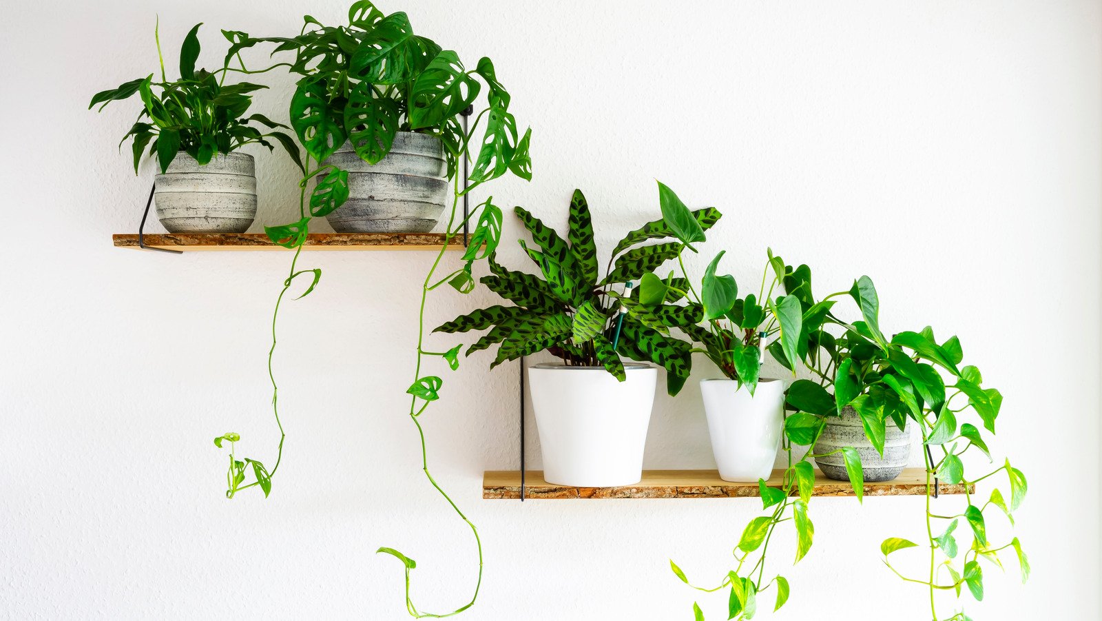 Why You Should Think Twice Before Choosing Hoyas As A Houseplant