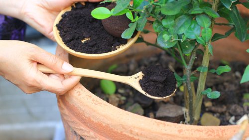 How To Use Coffee Grounds As Fertilizer In Your Garden