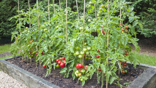 The 18 Handiest Hacks To Remember When Growing Tomatoes