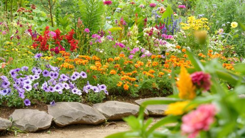 The Colorful, Easy To Grow Ground Cover That Will Make Your Flower Beds Pop