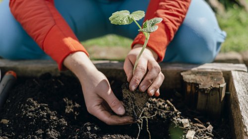 Walmart Vs Home Depot: Who Has Better Organic Gardening Soil?