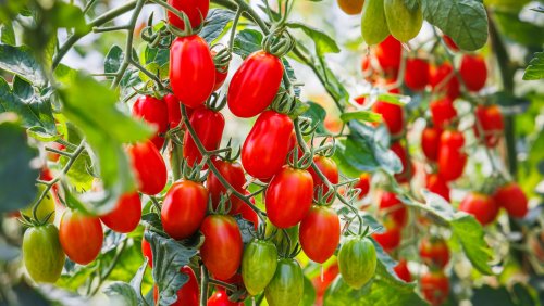 Our Master Gardener Reveals The Tomato Growing Tip For A More Consistent, Plentiful Harvest