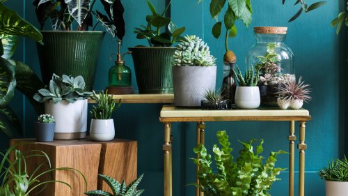 25 Houseplants That Thrive In Dry Climates