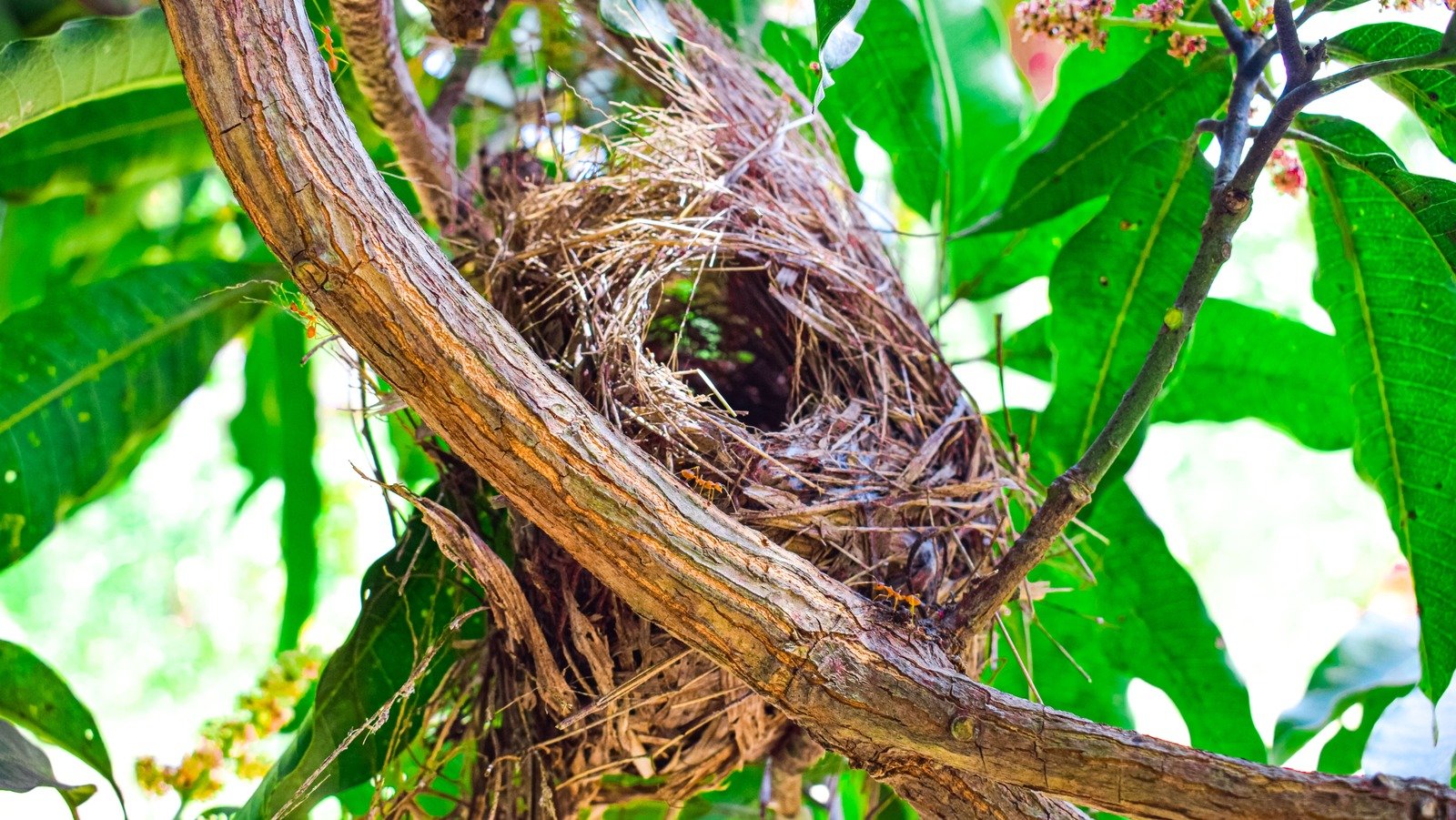 You're Likely Mistaking This Hungry Garden Pest's Nest For A Bird Nest