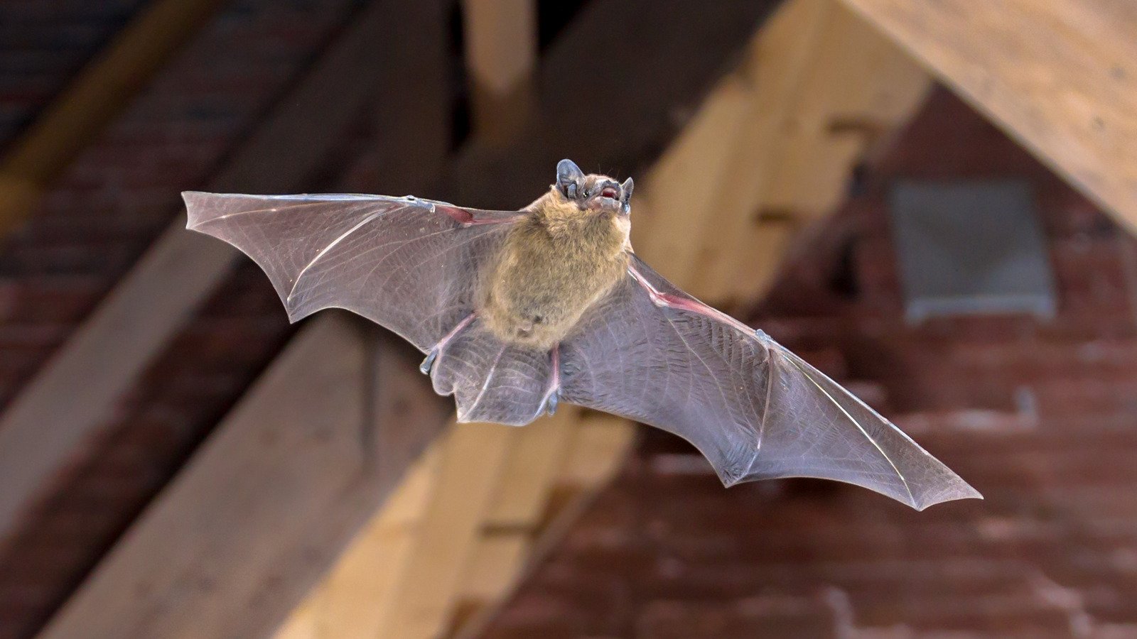 10 Best Ways To Get Rid Of Bats In Your Attic - House Digest