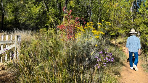 The Gorgeous, Low-Maintenance Perennial All Bird And Butterfly Lovers Should Grow