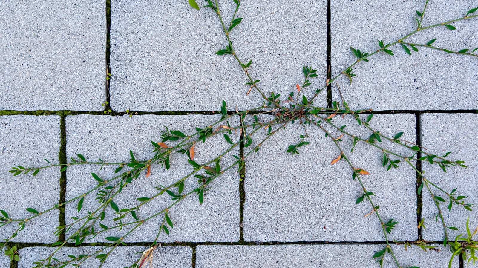 Stop weeds from growing between pavers with these simple soultions