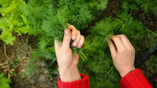 The Dill In Your Garden Will Thrive When Planted Near This Popular Vegetable
