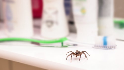 Keeping Spiders Away Is As Easy As Heading To The Kitchen Sink For A Handy Cleaning Item