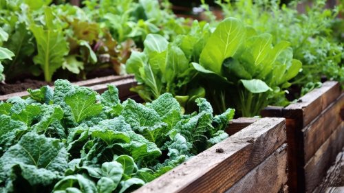 The Best Type Of Soil To Fill Raised Garden Beds With When Growing Veggies