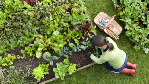 Vegetables You Can Plant In The Middle Of Summer, According To An Expert