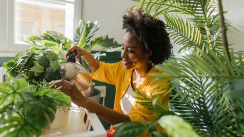 Common Issues You Should Know About Before Growing Houseplants