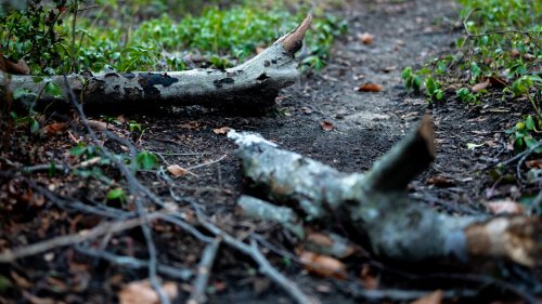 What To Do With Fallen Tree Branches In Your Yard