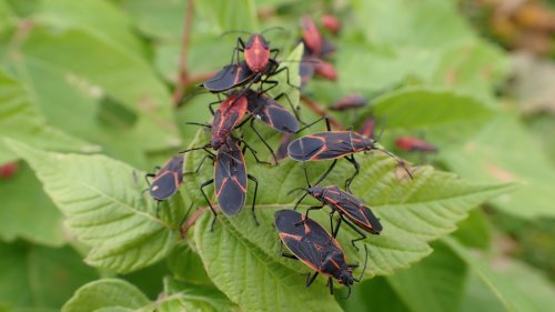 The Natural Insecticide That'll Make Boxelder Bugs A Thing Of The Past