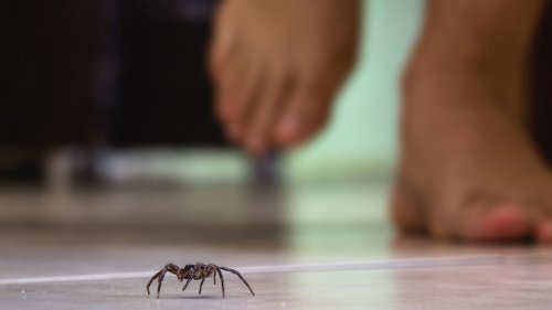 The Fragrant Spice That'll Keep Your Home Spider-Free